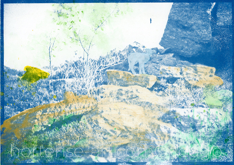 cyanotype & aquarelle - photographie - art contemporain